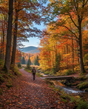 Forest Trails